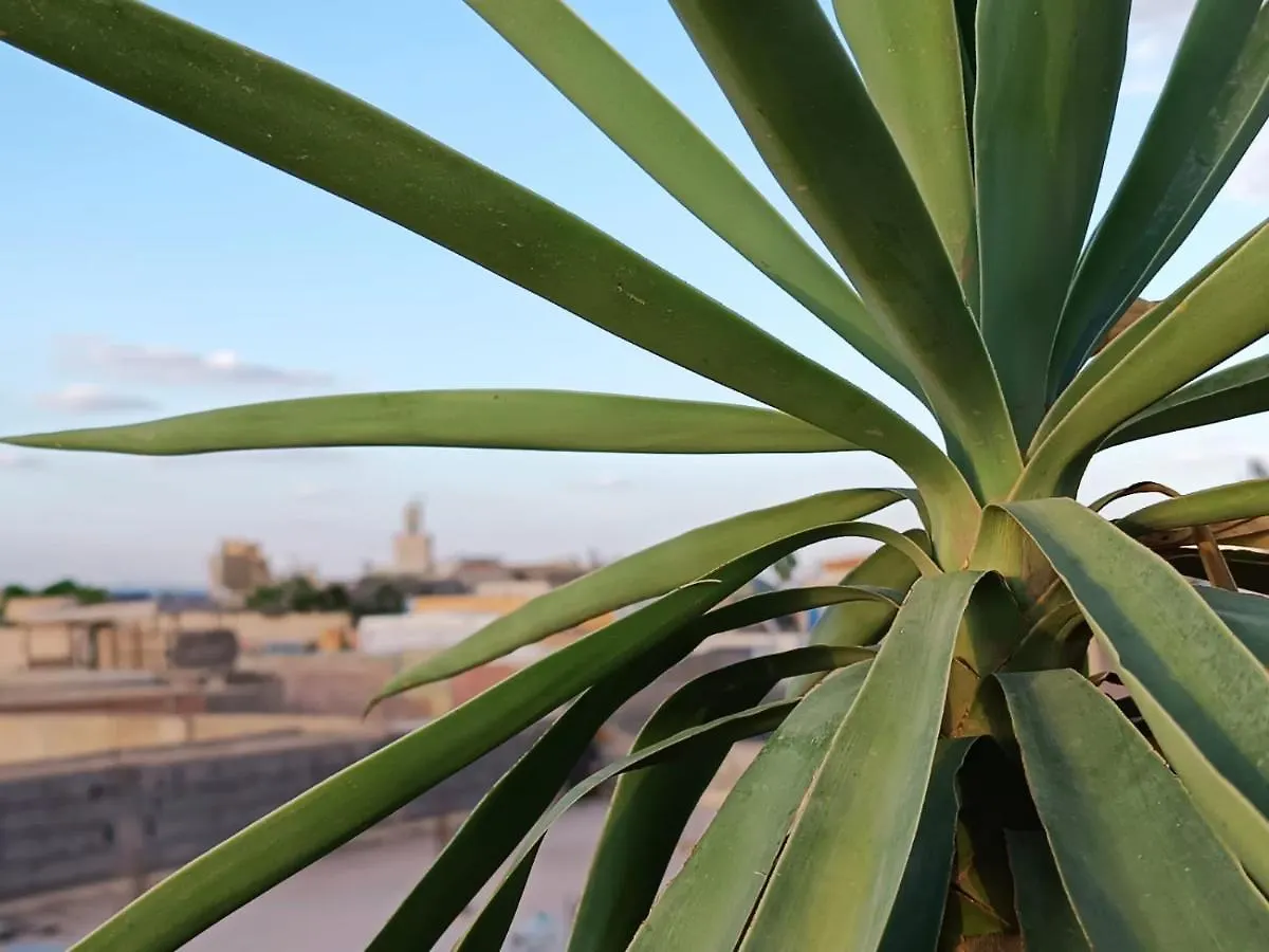 Albergue Terrace House 88 Marrakesh